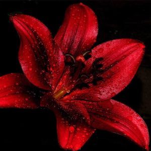 Meet your Posher, Arvalyne